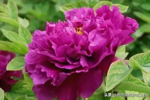 牡丹十大品种九大花系,牡丹进口品种图片及名称