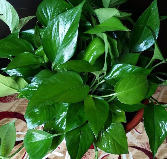 绿萝为什么养到最后变黄变蔫掉了,绿萝换土后发蔫发黄