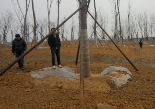 白蜡树怎样种植成活率高,白蜡树的全冠和半冠区别