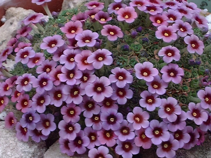 报春花小苗养护,报春花怎么养最好看