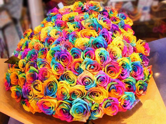 各色玫瑰不同花语表白千万别送错了哦！「凌源名品」