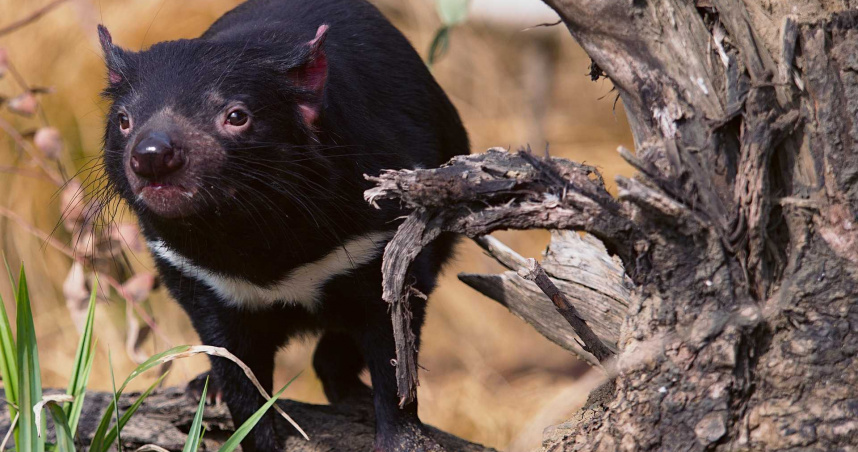 放生企鹅被海豹吃了,企鹅濒临灭绝