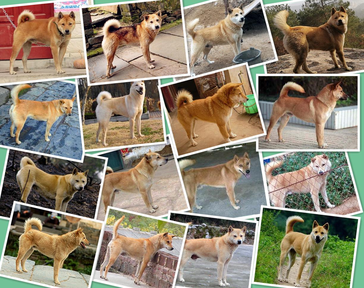 中华田园犬走进外国,中华田园犬走进千家万户