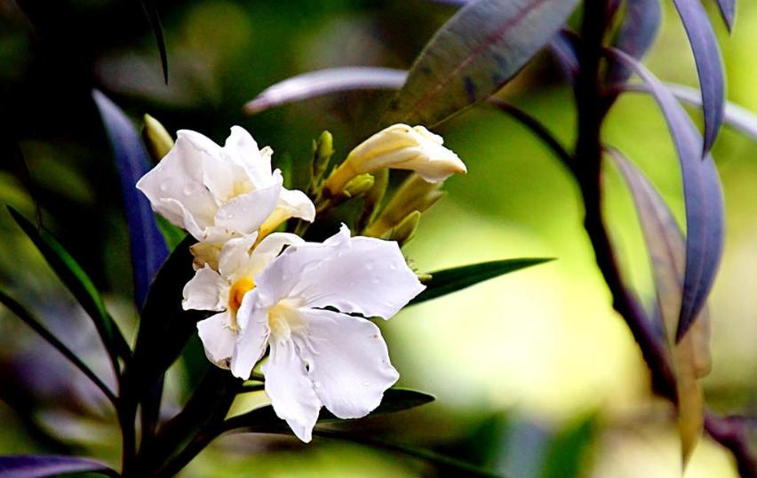 赞美夹竹桃花诗句名句,有关夹竹桃的诗句