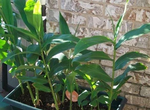 懒人盆栽生姜的种植方法,生姜盆栽到底是深埋还是浅埋