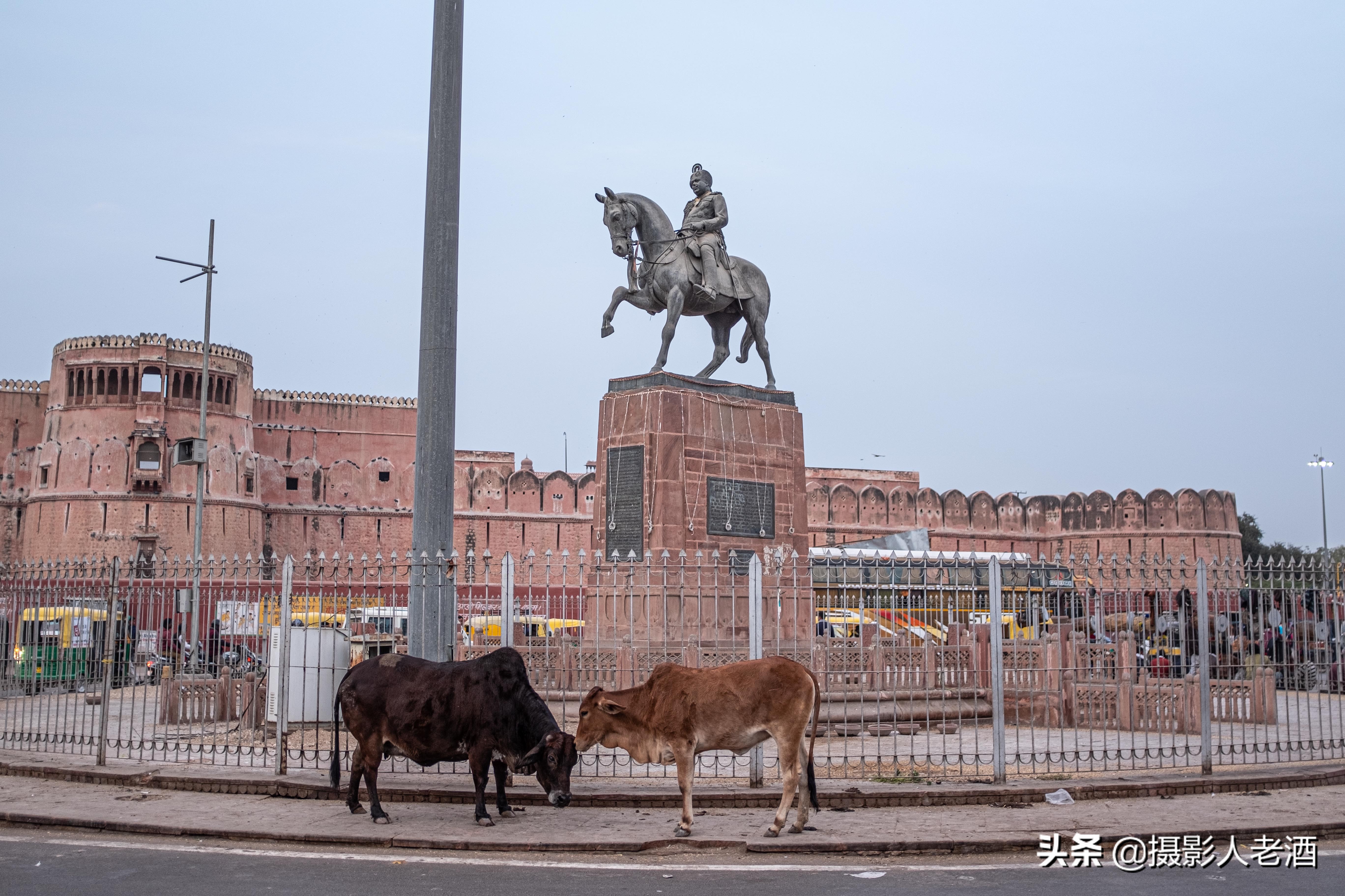 印度的印度教人吃牛肉吗,印度教不吃牛肉的原因