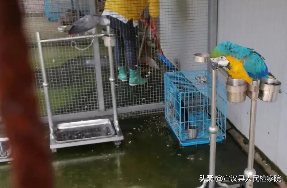 野生动物走私最后怎么处理,被没收的动物都去哪了