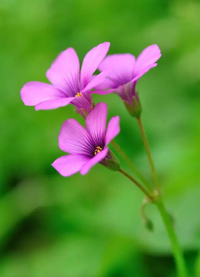赏花时间表,赏花季节及图片