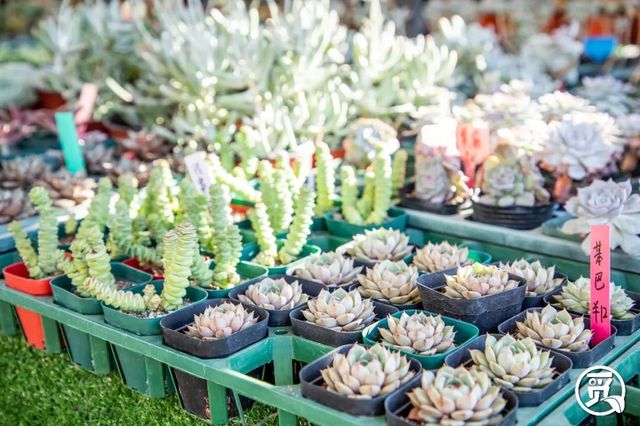 深圳花店有什么花,深圳龙华花店订花送花