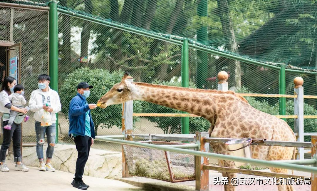 花young官方购票,花young套餐29元103g联通