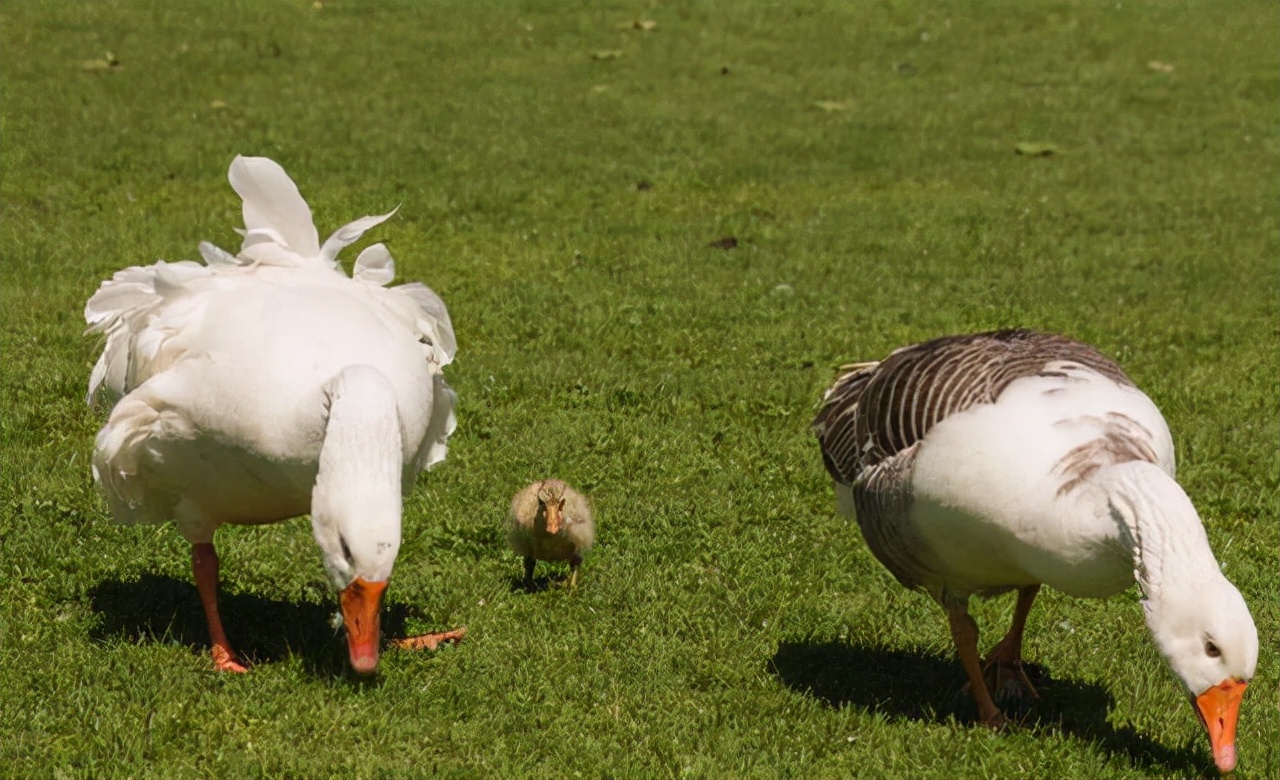 蛇为什么怕鹅主要原因是什么,蛇为什么畏惧大白鹅