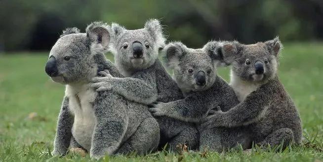 中国有多少只考拉,中国的考拉是什么样的动物