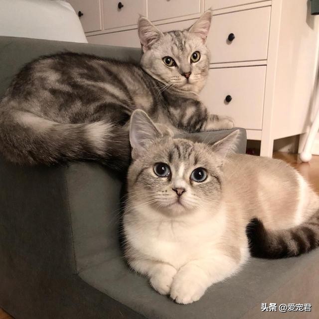 铲屎的时候猫就过来了,铲屎的时候猫咪会冲过来