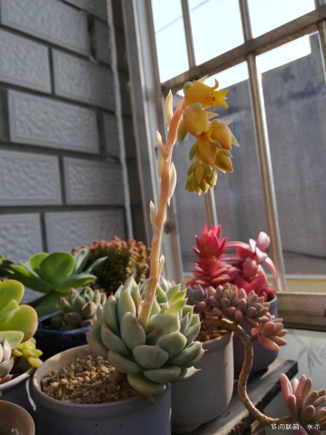 才两个月，多肉的颜值就被夏天偷走了