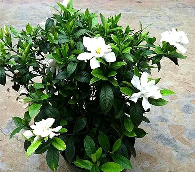 栀子花怎么养才会茂盛多开花快,怎么样使栀子花叶子油绿常开花