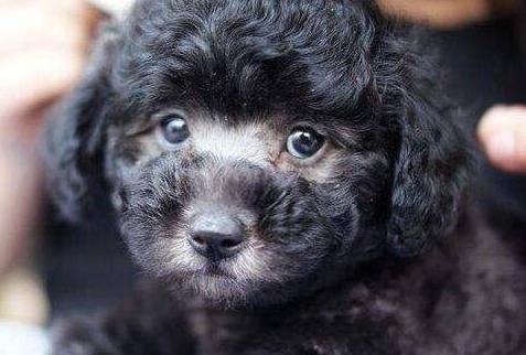 泰迪犬初老的5大表现你家有哪些,泰迪犬不尊重主人的表现