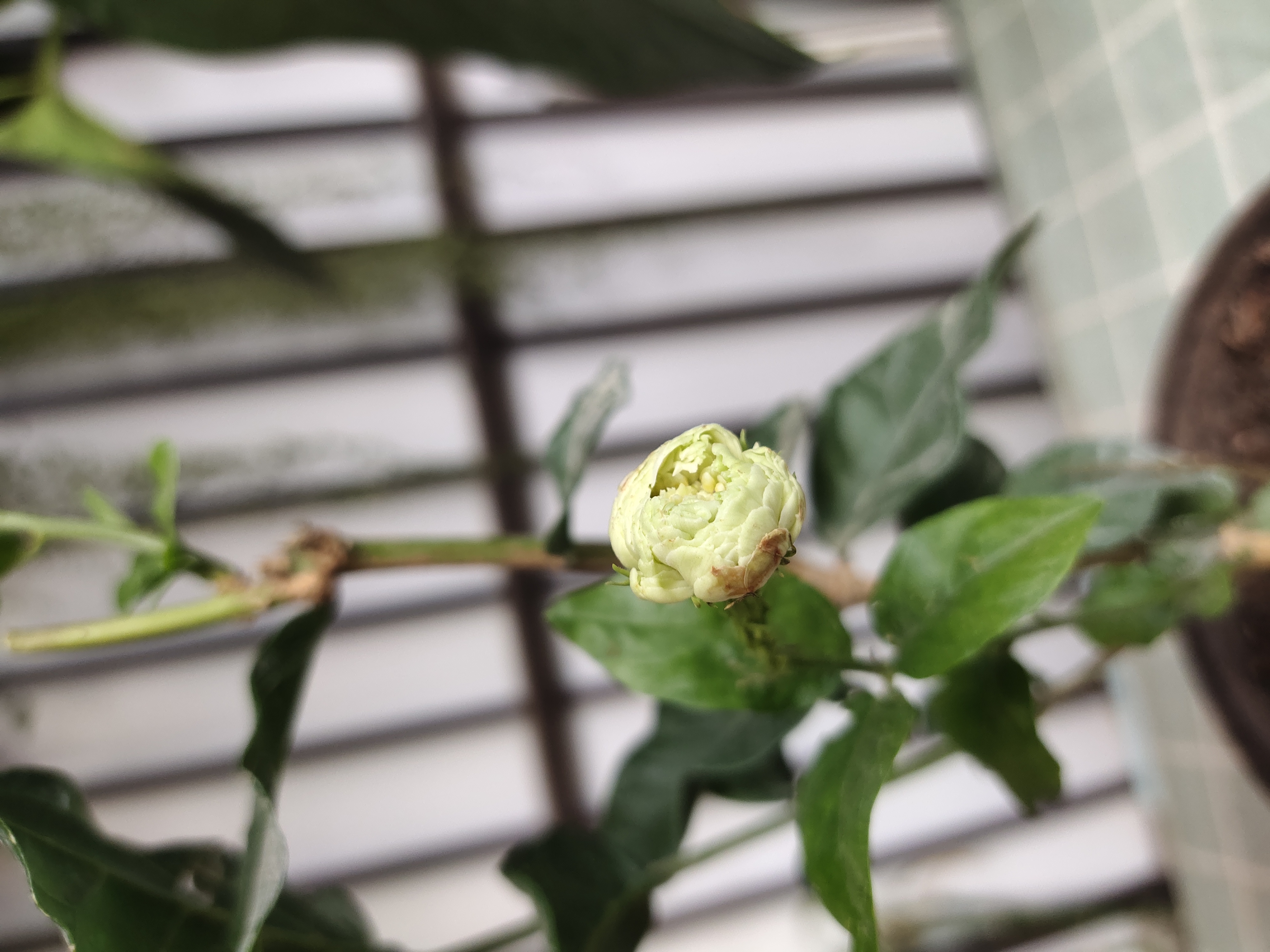 买虎头茉莉花茶,买虎头茉莉花盆栽