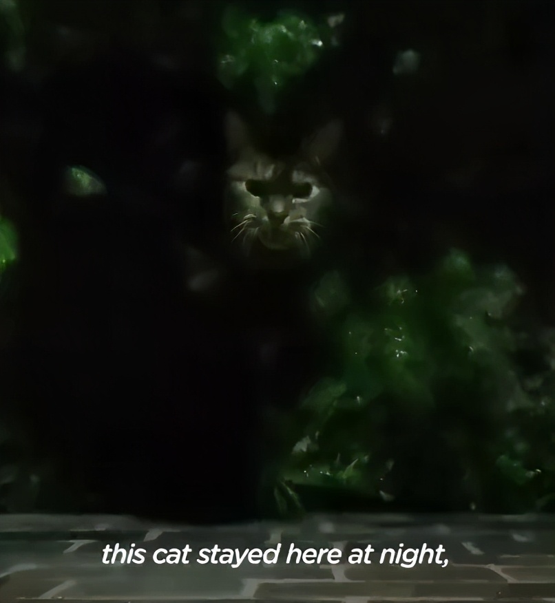 养了十多天的猫损失了几万元,偷偷养只猫最后全军覆没