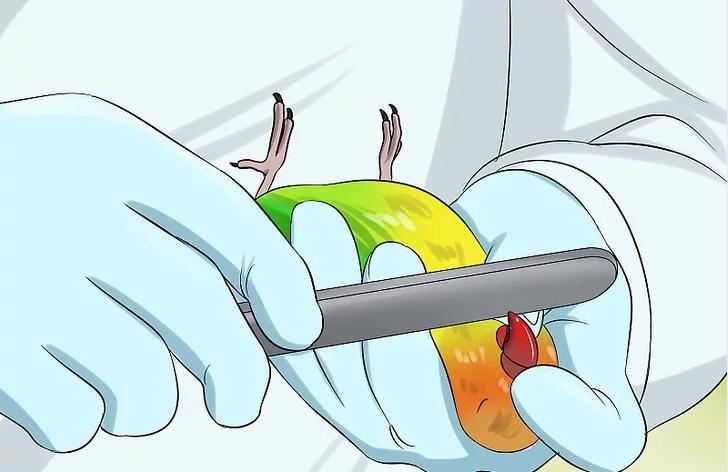 鹦鹉鸟喙增厚了什么原因,鹦鹉嘴变形了怎么处理