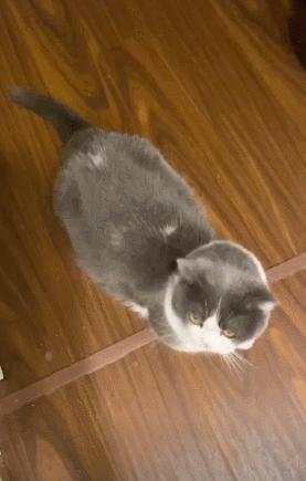 猫和老虎能杂交生育吗,猫和老虎可以生育吗