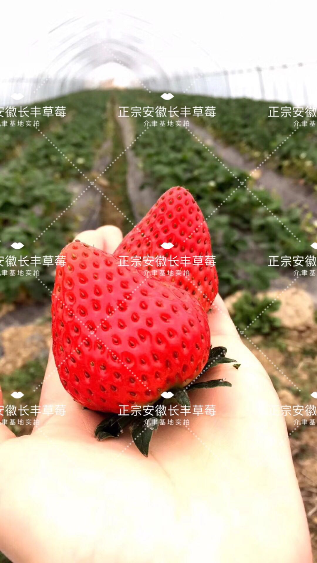 那些年买的零食,网上怎样买到既便宜又好吃的水果