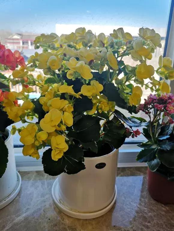 6种花不宜浇水,几种花不能给叶子喷水