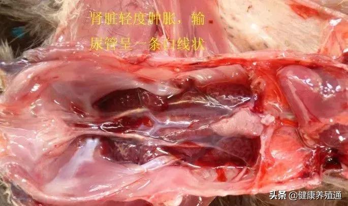 家禽疾病的常用诊断方式有哪些,家禽常见疾病及检测方法书籍