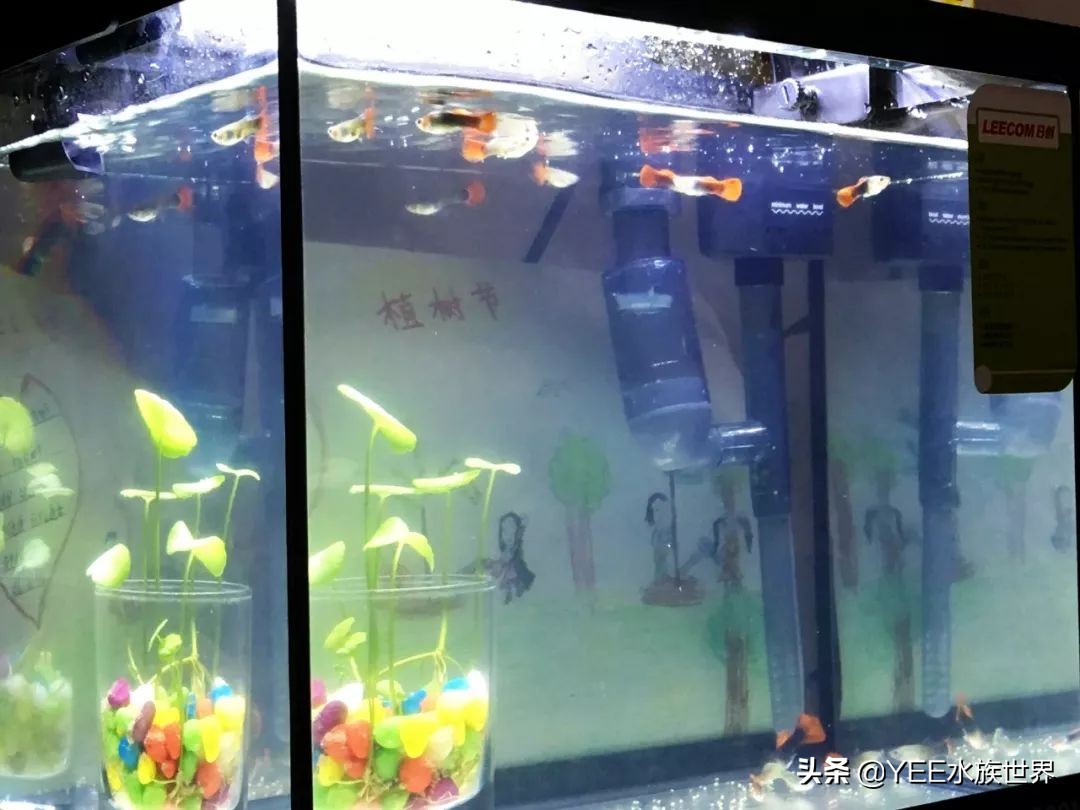 养鱼水浑用什么药,养鱼水浑