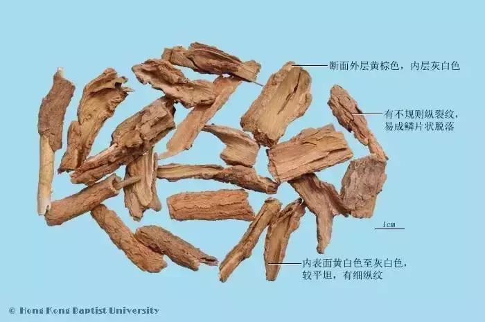 了解中药地骨皮的日常用途,骨皮和地骨皮是一味中药吗