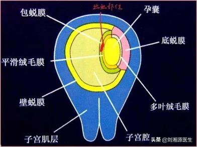 免疫相关不良妊娠答疑解惑,免疫不良妊娠检查什么
