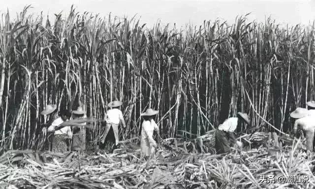 槟城到底什么样,槟城有多有魅力