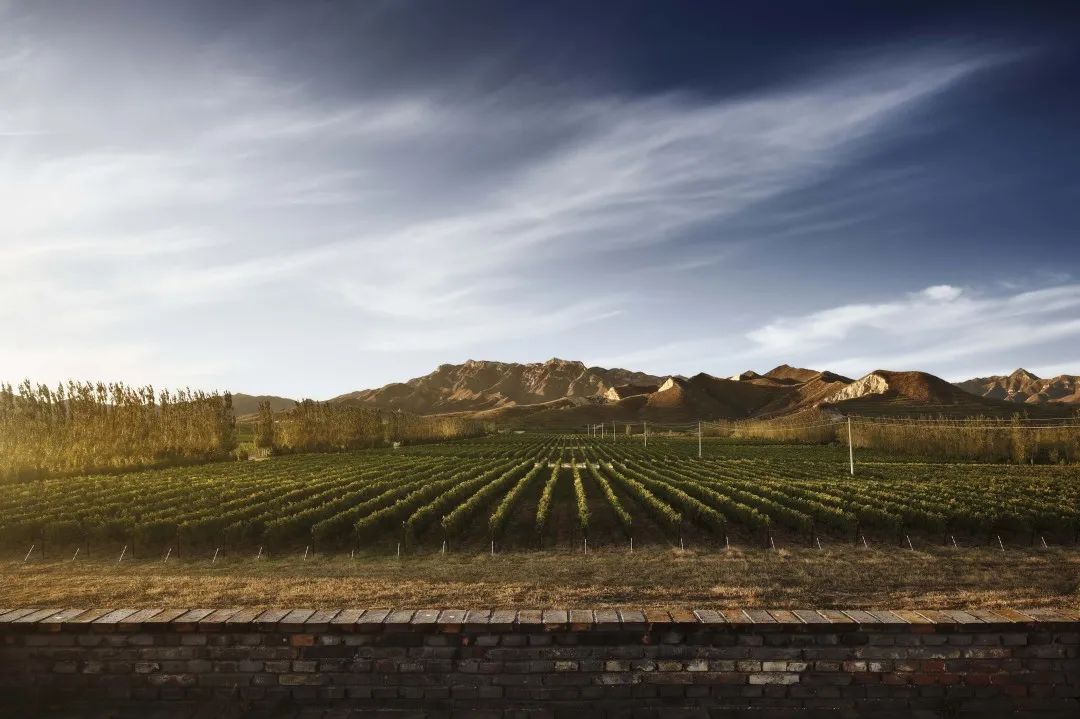 中国造葡萄酒,中国制造的葡萄酒