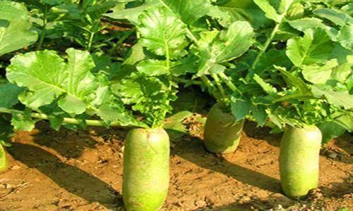 济南几大怪,济南十大怪事件