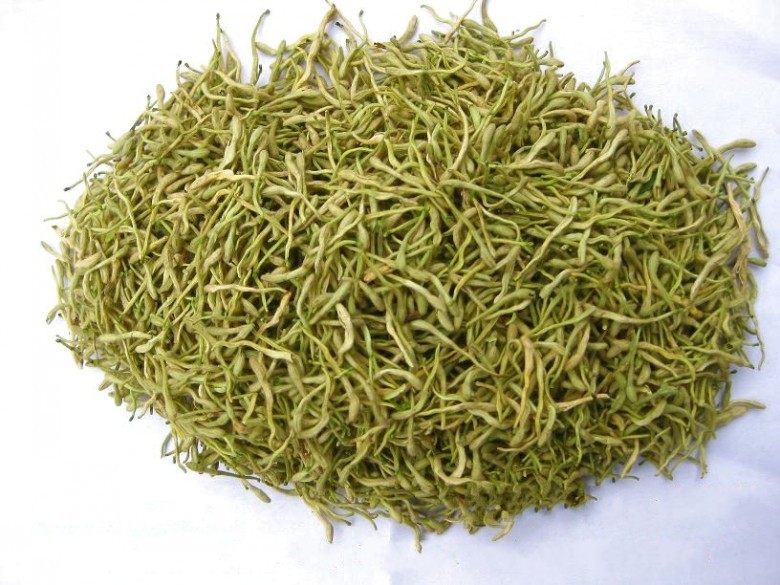 每日中草药,中药金银花主治功效