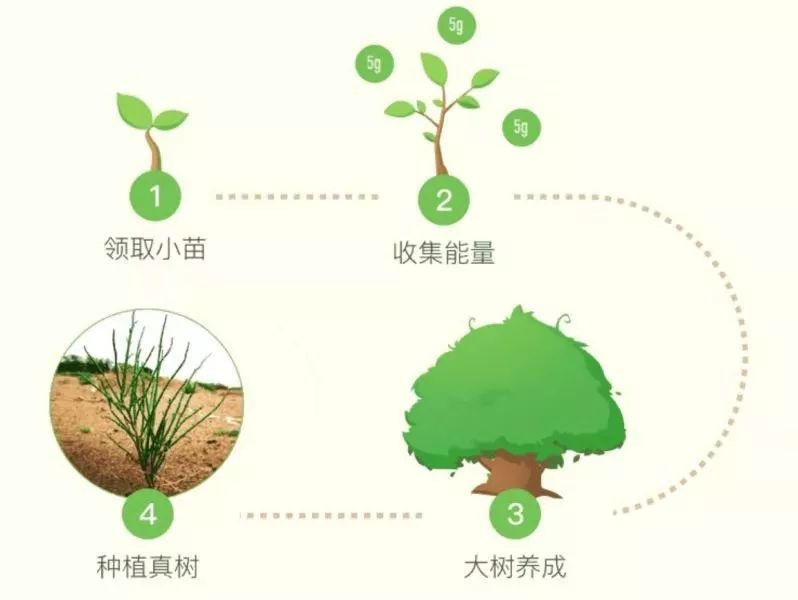 所有太仓人，你的蚂蚁森林里有几颗梭梭树啦？