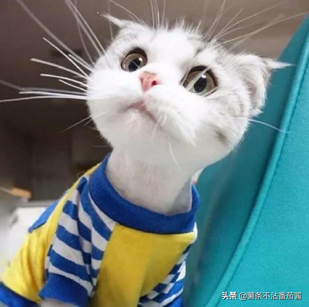 猫尿味怎么彻底去除衣服上的,地板砖上的猫尿味怎么去除