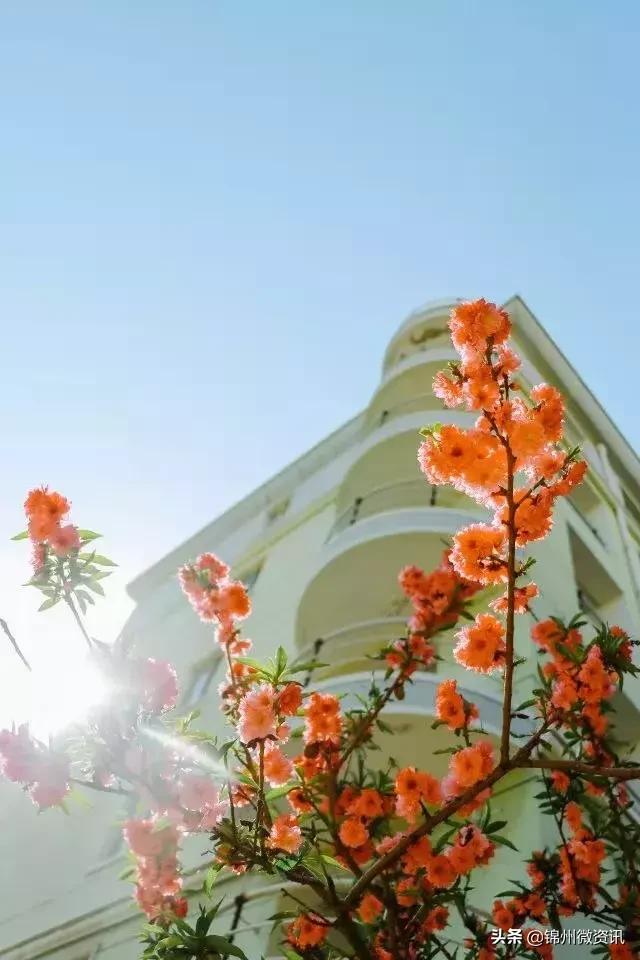 锦州渤海大学!全国最美大学之一!新入学的同学想知道的都在这里