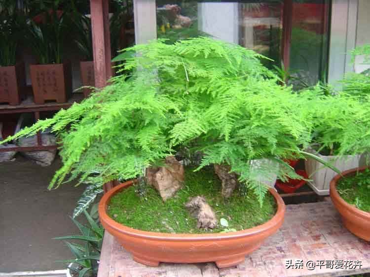 文竹烂根怎么处理才能救活,文竹烂根怎么快速处理