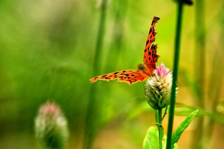 原创蝴蝶恋花,蝶恋花蝴蝶原唱
