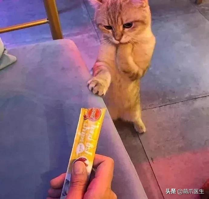 猫咪下巴长了黑头？千万别去抠，那是猫咪患上了毛囊炎的症状