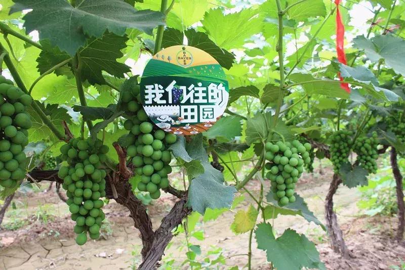 30亩葡萄园农场怎么利润最大化,10亩葡萄园一年能赚多少钱