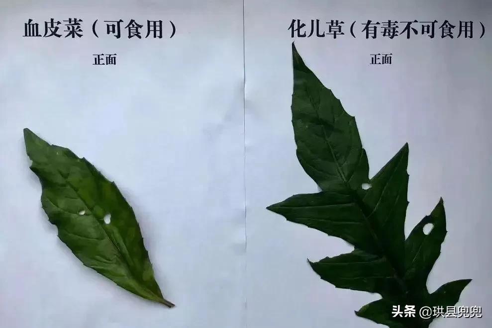 宜宾吃血皮菜中毒,儿童吃血皮菜炒猪肝