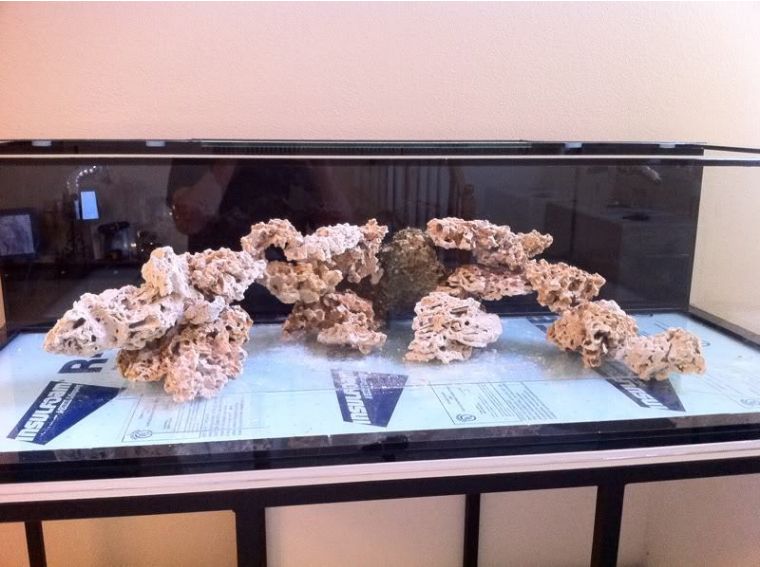 为什么国人对鱼情有独钟,为什么有的人对鱼那么痴迷