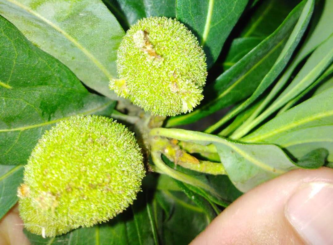 杨梅果子上长肉是什么原因,杨梅果树上的凸起物