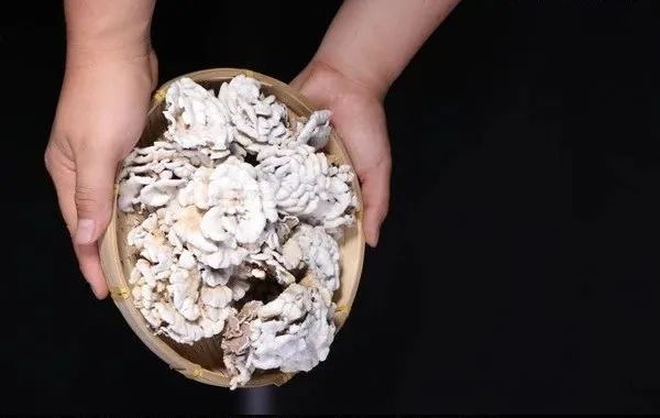 白参菌种类大全,野生食用菌菌种大全