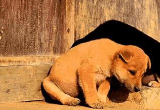 这6种狗是公认的无攻击性放心养,这6种狗很危险