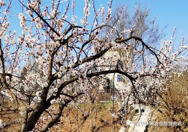 旅顺杏花村风景,旅顺杏花微雨醉春风