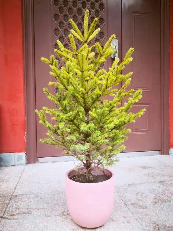 挪威云杉夏天怎么养,挪威云杉温和净肤