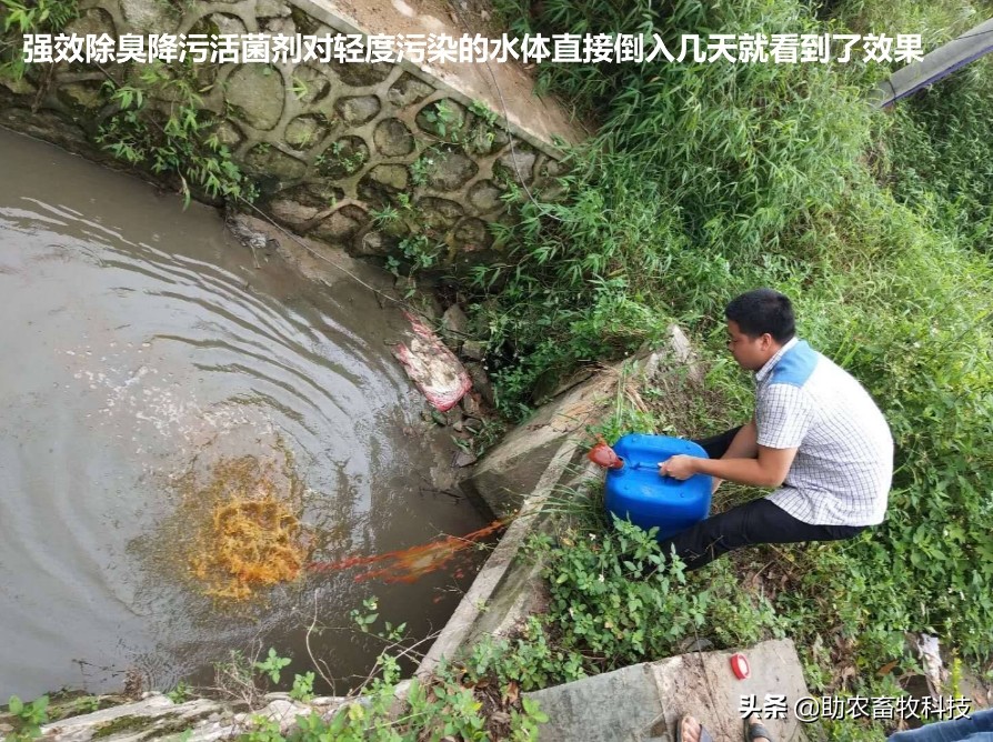 强力除臭除菌剂,脏水处理除臭菌剂厂家推荐