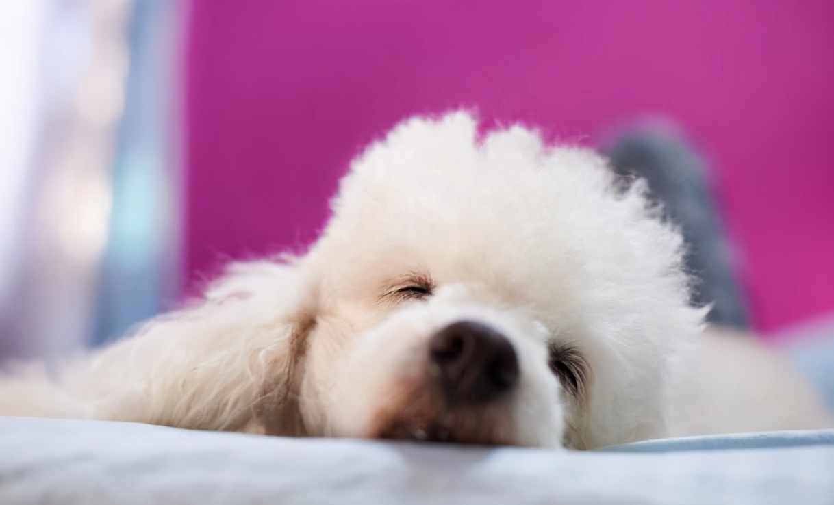 贵宾犬营养不良怎么办,贵宾犬饮食禁忌有哪些